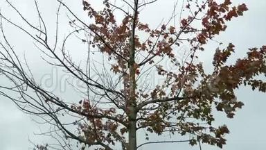 秋天的落叶在停车场随风飘动